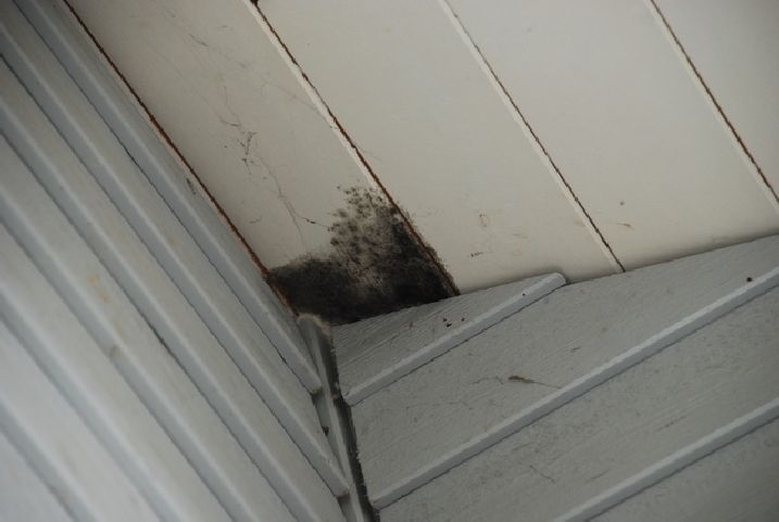 Schimmel in der Ecke einer Zimmerdecke